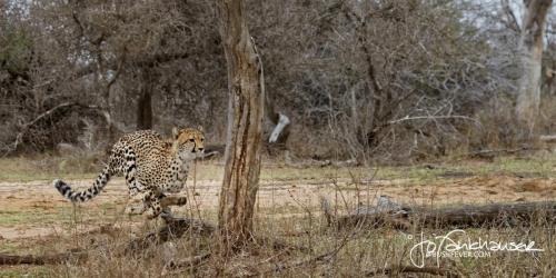 B30I1360_KNP2014_Cheetah-Warthogs 01