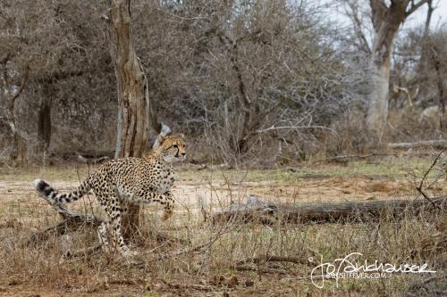 B30I1362_KNP2014_Cheetah-Warthogs 01