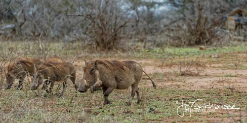 BG8X7984_KNP2014_Cheetah-Warthogs