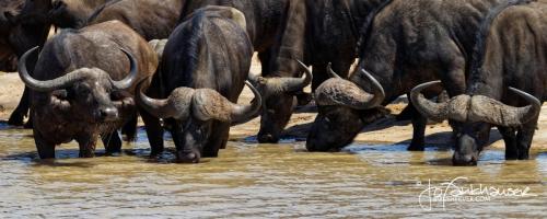 Kruger2017_20171015_B30I6803_Sea of Buffaloes