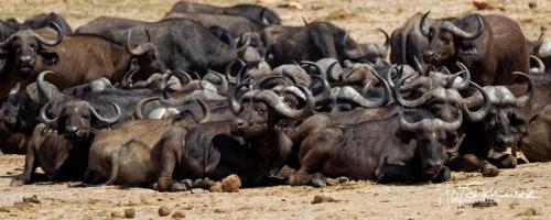Kruger2017_20171015_B30I7423_Sea of Buffaloes-01