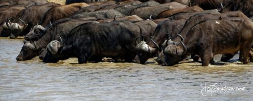 Kruger2017_20171015_BG8X0677_Sea of Buffaloes