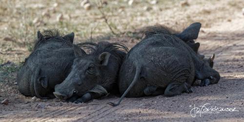 Kruger2017_20171023_B30I8497_Heads or Tails