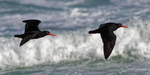 SA2017_20171004_B30I5668_Oystercatchers in Flight