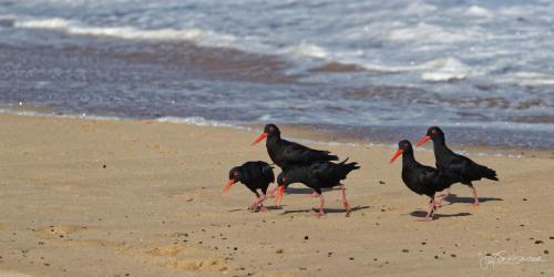SA2017_20171004_B30I5908_Oystercatcher Family Outing