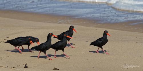SA2017_20171004_B30I5959_Oystercatcher Family Outing