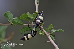 Beetles 2012