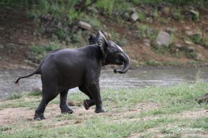 Brave Baby Elephant 2012