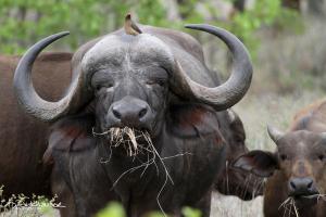 Buffalo Bull 2012