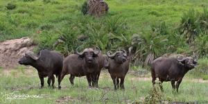 Buffaloes and Lions 2012