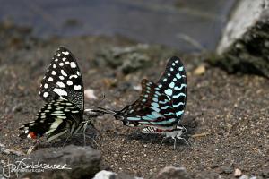 Butterflies 2012