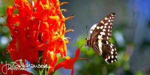 Butterfly 2008 IMGP3376r