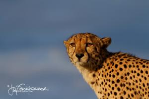 Cheetah Portrait KNP 2014 IMG 5630 3x2