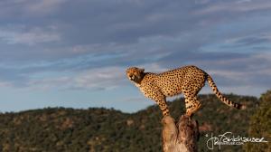 Cheetah on Stump KNP 2014 IMG 8478 16x9