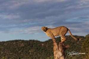Cheetah on Stump KNP 2014 IMG 8478 3x2