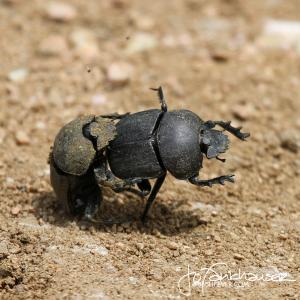Dung Beetle Duel 1 2012