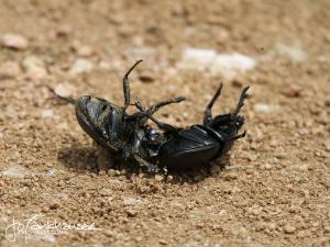 Dung Beetle Duel 2 2012