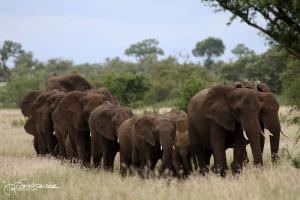 Elephant Line 2 2012