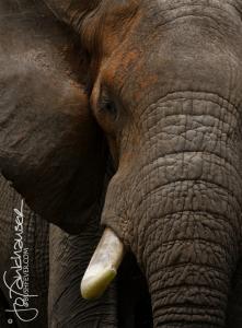 Elephant Portrait KNP 2014 IMG 5357