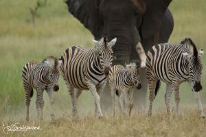 Elephant w Zebras 2010 3x2
