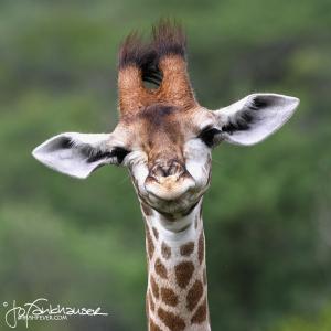 Giraffe Clown 1of2  2012