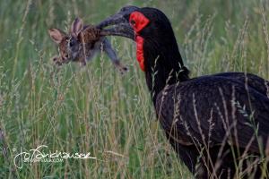 Ground Hornbill with Baby Hare KNP 2014 IMG 4137 3x2