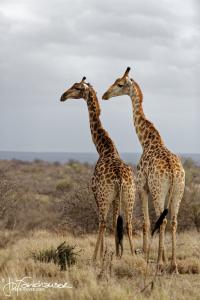 Kruger2015 20150612 BG8X1023 Pair of Giraffes 2x3