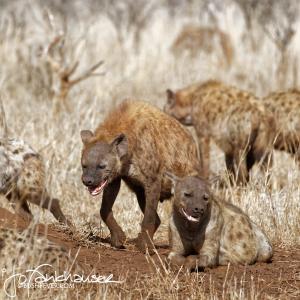 Kruger2015 20150906 BG8X4414 Hyenas at Wildebeest Kill 1x1
