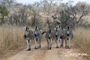 Kruger2015 20150906 BG8X4663 Zebra Herd in Road 3x2