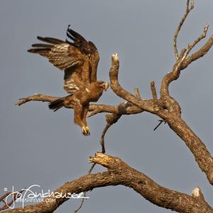 Kruger2015 20150909 BG8X9224 Booted Eagle with Prey 1x1