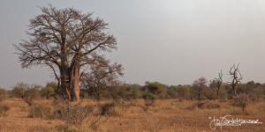 Kruger2015 20150910 IMG 7837 Baobab landscape 2x1