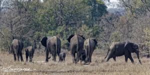 Kruger2015 20150910  BG8X9633 Elephant Herd from Rear 2x1v2