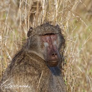 Kruger2015 20150911 BG8X0235 Male Baboon Portrait 1x1