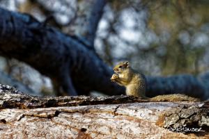 Kruger2015 20150915 IMG 3124 Squirrel eating marula nut 3x2