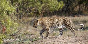 Kruger2015 20150916 BG8X5343 Leopard 2x1 v2