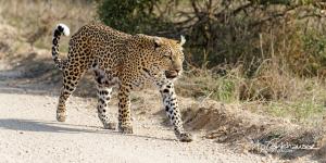 Kruger2015 20150916 BG8X5383 Leopard 2x1 v2