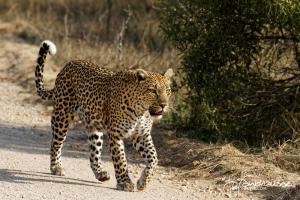 Kruger2015 20150916 IMG 3984 Leopard 2x1