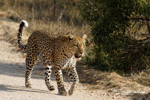 Kruger2015 20150916 IMG 3984 Leopard 2x1