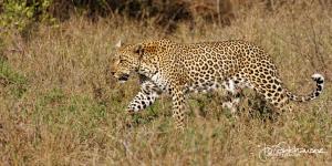 Kruger2015 20150916 IMG 4012 Leopard 2x1