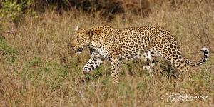 Kruger2015 20150916 IMG 4012 Leopard 2x1