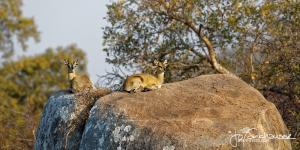 Kruger2015 20150917 BG8X5687 Klipspringers on Kopje 2x1