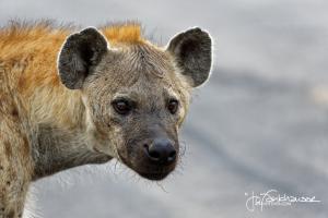 Kruger2015 20150918 BG8X7072 Hyena Portrait 3x2