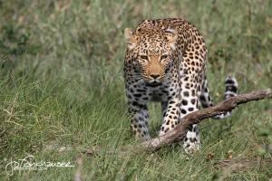Leopard Frontal 2 KNP 2012