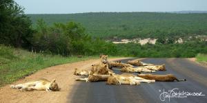 Olifants Lions on Road 2 KNP 2012
