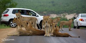 Olifants Lions on Road KNP 2012