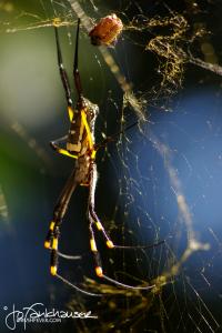 Orb Spider  2009