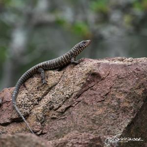 Plated Lizard KNP 2012