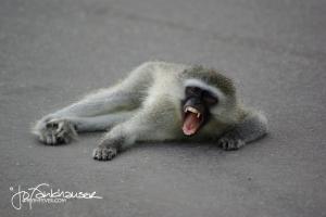 Vervet Monkey yawning 2009