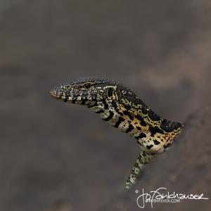 Water Monitor Portrait KNP 2014 IMG 9122 1x1