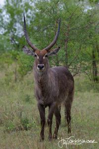 Waterbuck Ram KNP 2012
